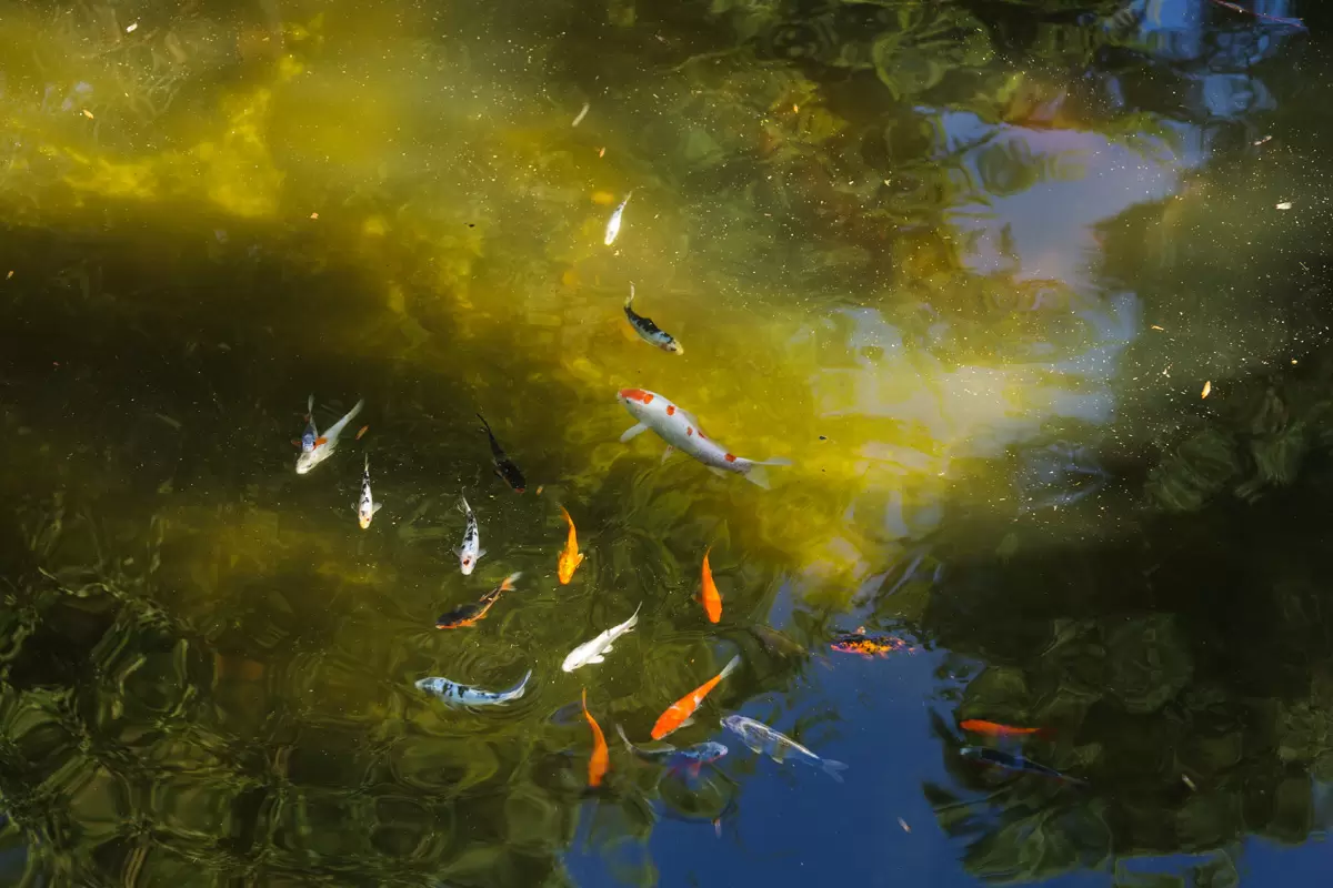 Crian&ccedil;as a aprender num ambiente natural